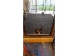 Cat peeking into RANGER cat door