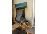 Large cat exiting RANGER cat door