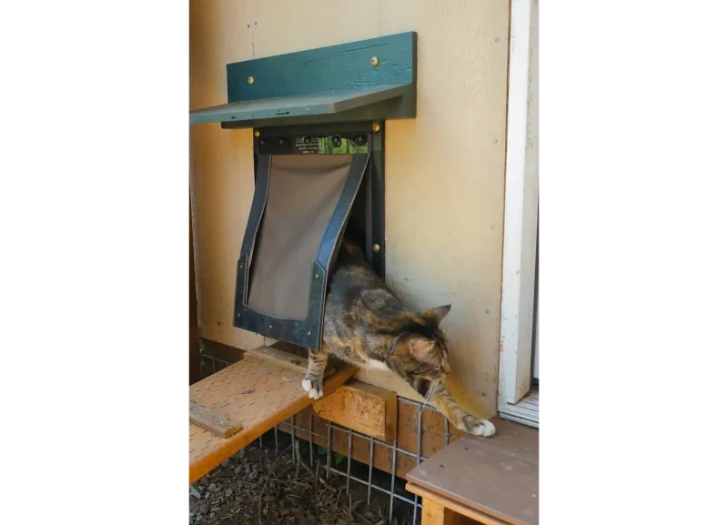 Cat (4) Large cat exiting RANGER cat door