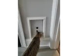 Cat looking at locked RANGER cat door