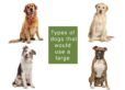 types of dog that would use a large include golden retriever, lab, Australian shepherd, boxer