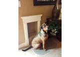 Dog sitting by pet door