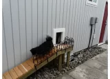 Small dog walking down ramp