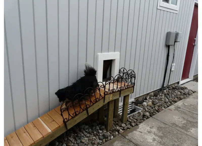 WM-Lifestyle-SmRamp Small dog walking down ramp