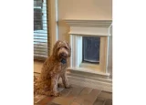 Dog sitting next to pet door