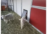 Sheep exiting pet door