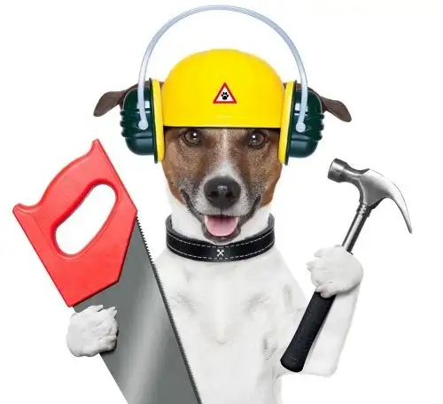 Jack Russel with hard hat, saw, and hammer
